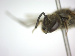 Lasioglossum laticeps