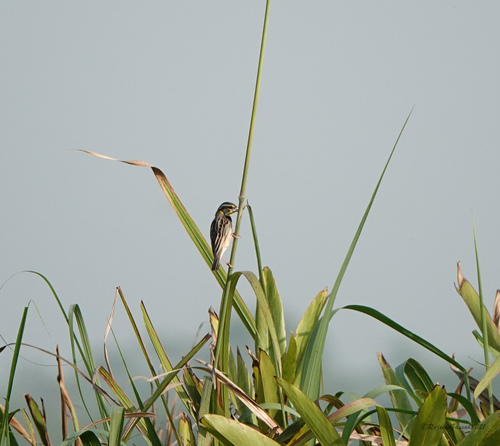 Black-breasted Weaver (Ploceus benghalensis), photo 10