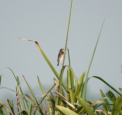 Ploceus benghalensis