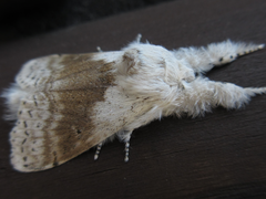 Calliteara pseudabietis