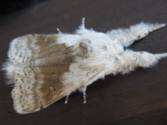 Calliteara pseudabietis