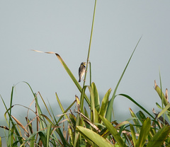 Ploceus benghalensis