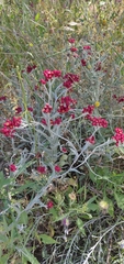 Helichrysum sanguineum