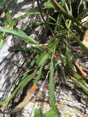 Carmichaelia williamsii