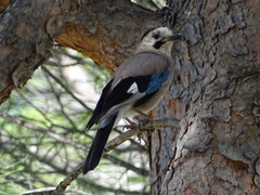 Garrulus glandarius anatoliae