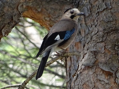 Garrulus glandarius anatoliae