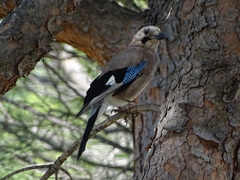 Garrulus glandarius anatoliae