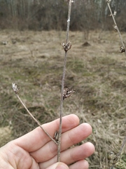 Cichorium intybus