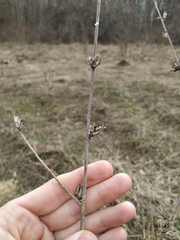 Cichorium intybus