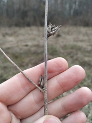 Cichorium intybus