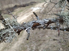Lecanoromycetes