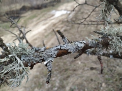 Lecanoromycetes