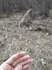 Calamagrostis epigejos