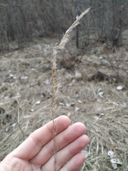 Calamagrostis epigejos