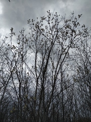 Salix caprea
