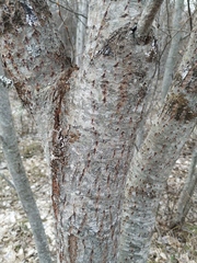 Salix caprea