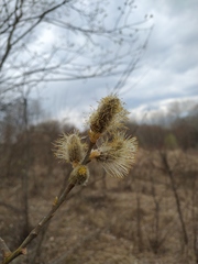Salix caprea