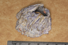 Austrobalanus imperator
