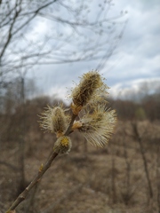 Salix caprea