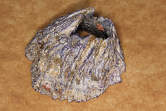 Austrobalanus imperator