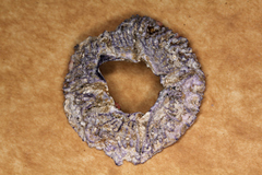 Austrobalanus imperator
