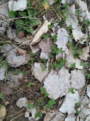 Trifolium repens