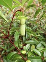 Correa baeuerlenii