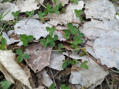 Trifolium repens