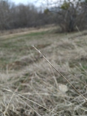 Bothriochloa ischaemum