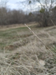 Bothriochloa ischaemum