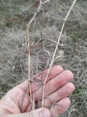 Bothriochloa ischaemum