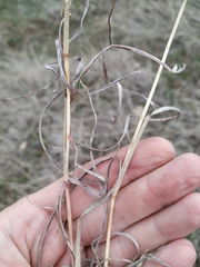Bothriochloa ischaemum
