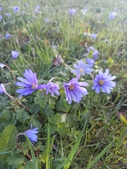 Anemonoides blanda