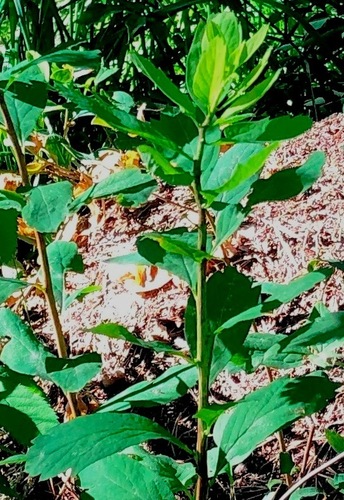 Spiraea media iNat (2)