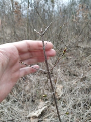 Ligustrum vulgare