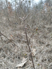 Ligustrum vulgare