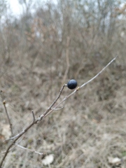 Ligustrum vulgare