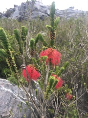 Melaleuca transversa