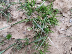 Poa annua