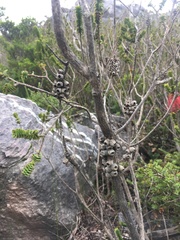 Melaleuca transversa