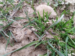 Poa annua