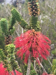 Melaleuca transversa