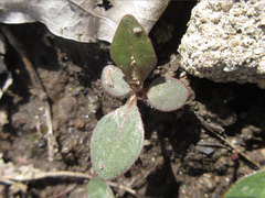 Persicaria filiformis