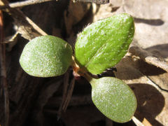 Persicaria filiformis