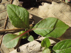 Persicaria filiformis