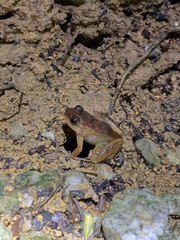 Limnonectes plicatellus