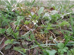 Draba verna