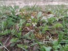 Draba verna