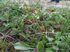 Draba verna