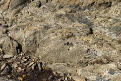 Galeolaria caespitosa